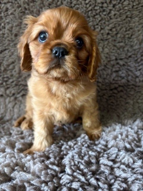 Du Clos De La Gaillette - Chiots disponibles - Cavalier King Charles Spaniel