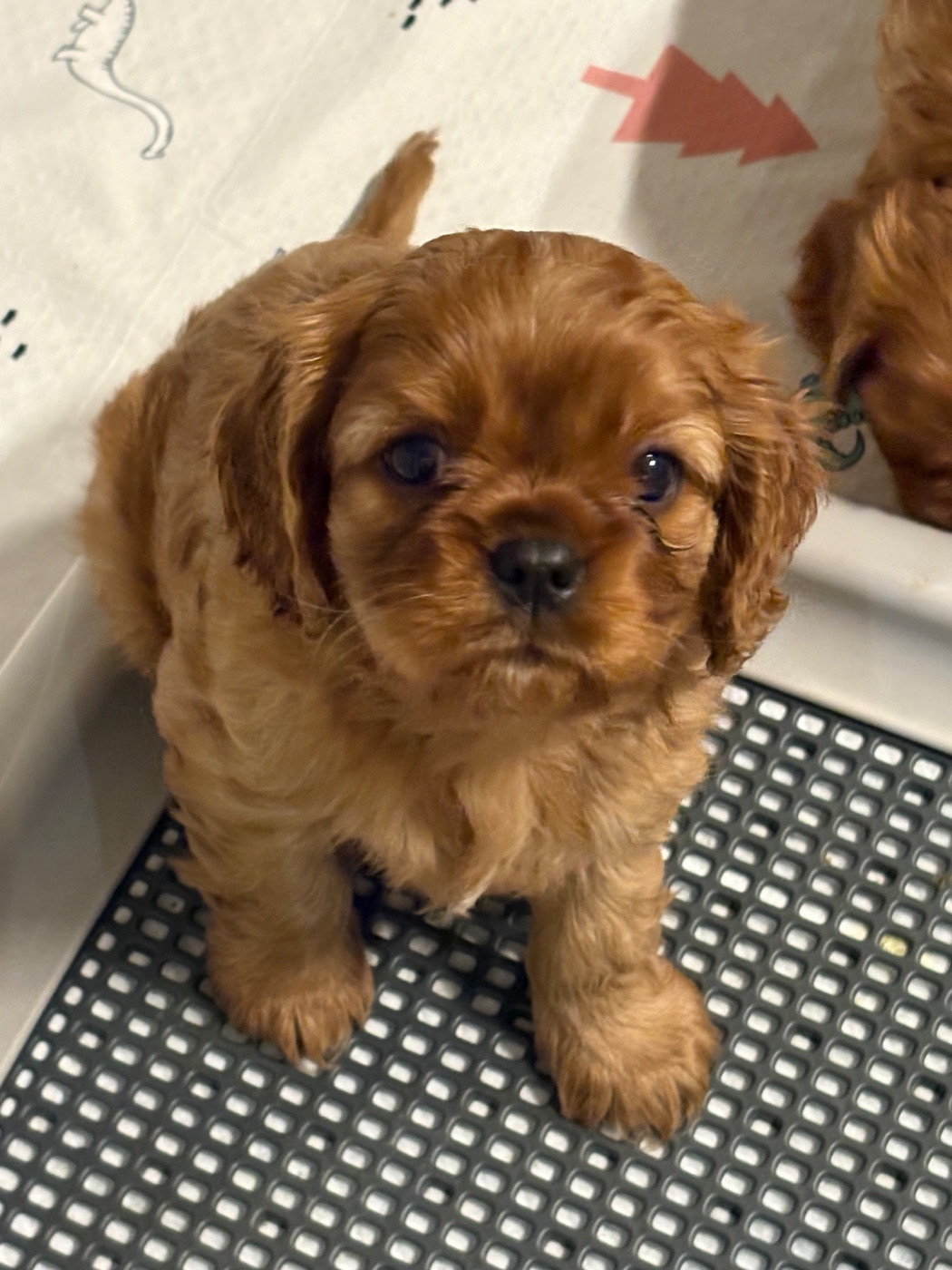 Du Clos De La Gaillette - Chiots disponibles - Cavalier King Charles Spaniel