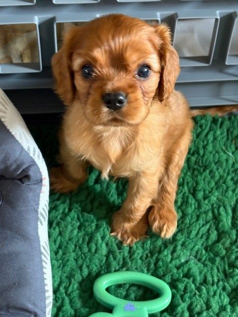 Du Clos De La Gaillette - Chiots disponibles - Cavalier King Charles Spaniel