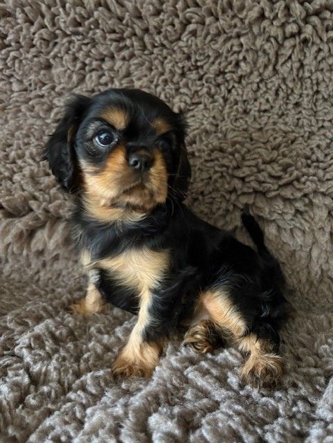 Du Clos De La Gaillette - Chiots disponibles - Cavalier King Charles Spaniel
